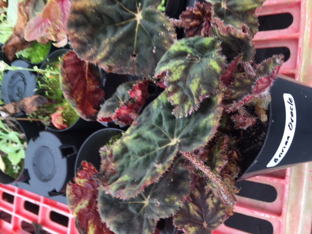 B. ‘Annan Oracle’